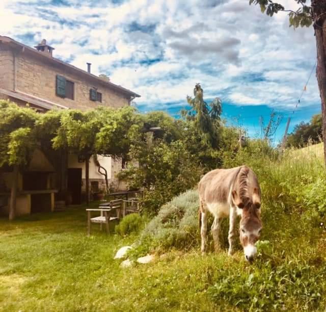 B&B Luna E Stelle Premilcuore Zewnętrze zdjęcie